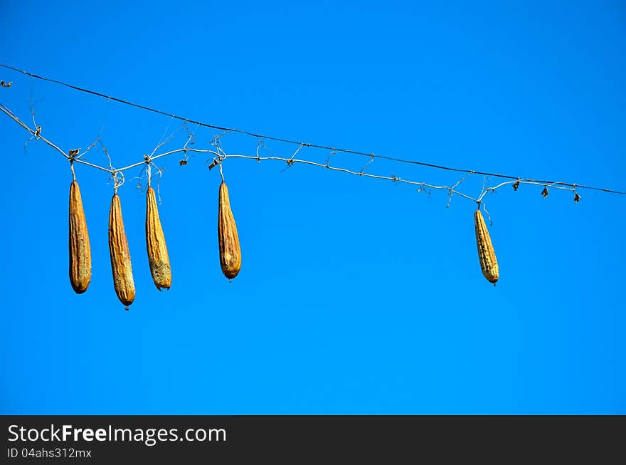 Taken in northern China in the spring, a few dry loofah hanging on the wire. Taken in northern China in the spring, a few dry loofah hanging on the wire