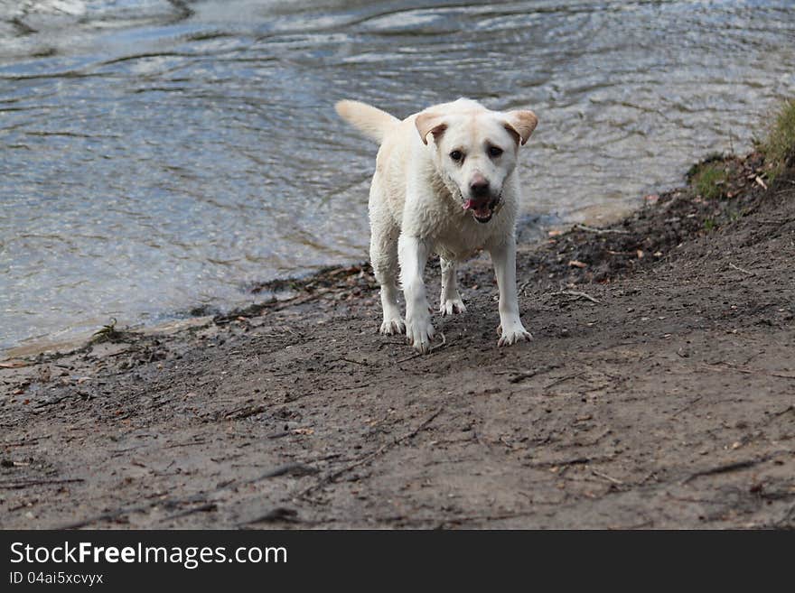 Labrador Retriever after bath in Lake