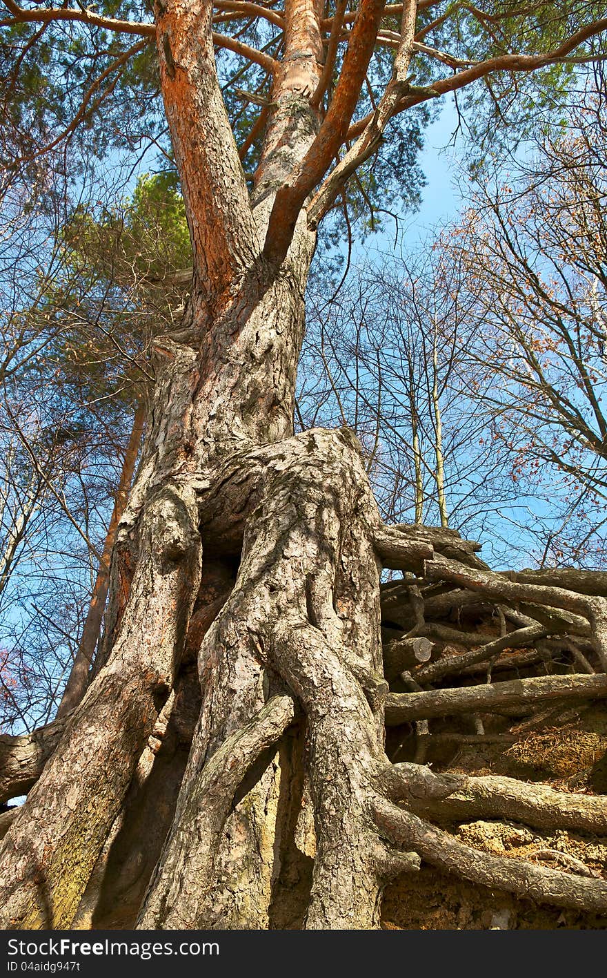 Roots of a pine growing on steep