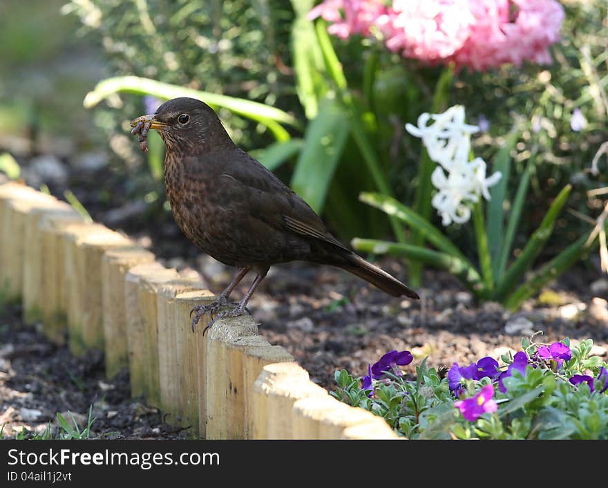 Close up of a female Blackbird with a beak full of worms to feed her young