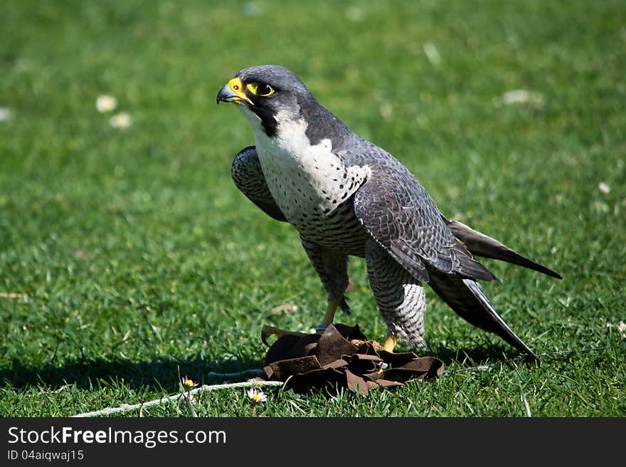 Falcon peregrine ground for a demonstration of falconry. Falcon peregrine ground for a demonstration of falconry