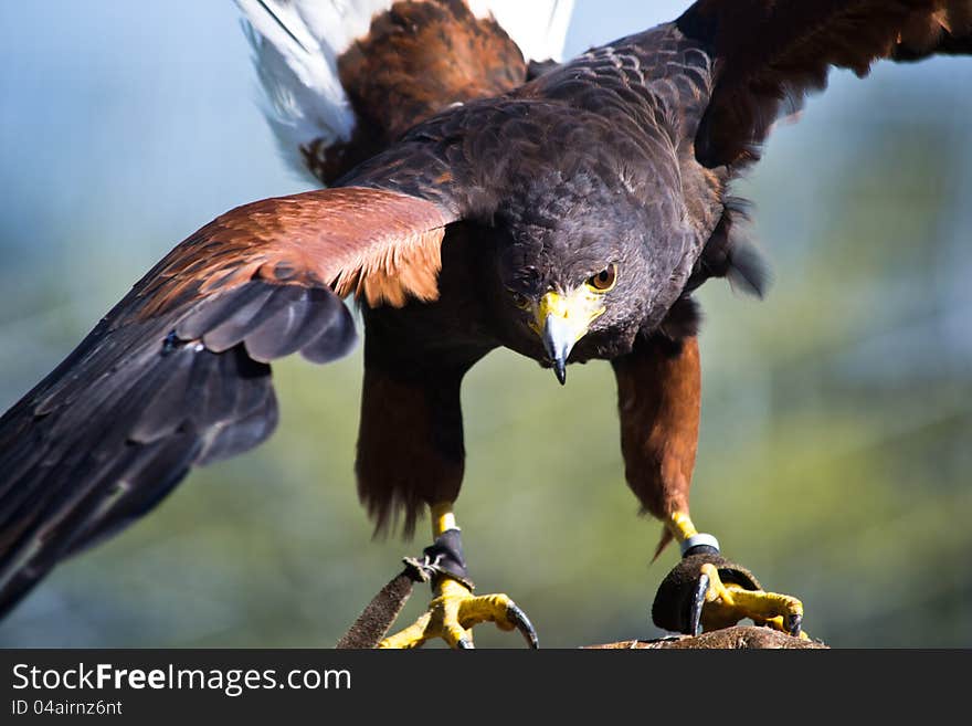 Eagle with open wings for a demonstration of falconry