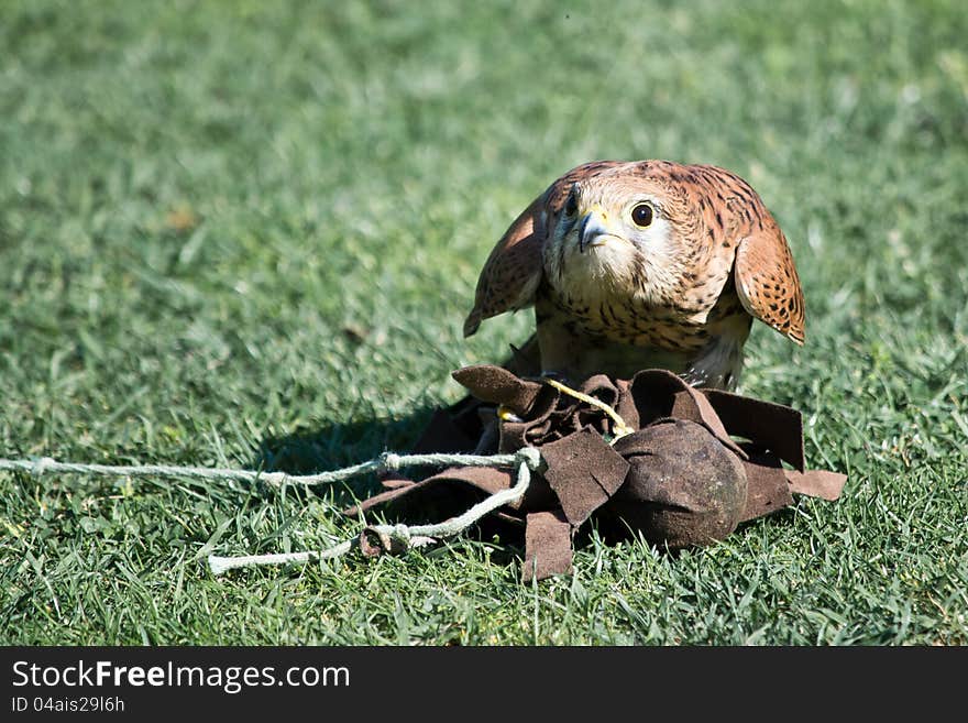 buzzard ground for a demonstration of falconry