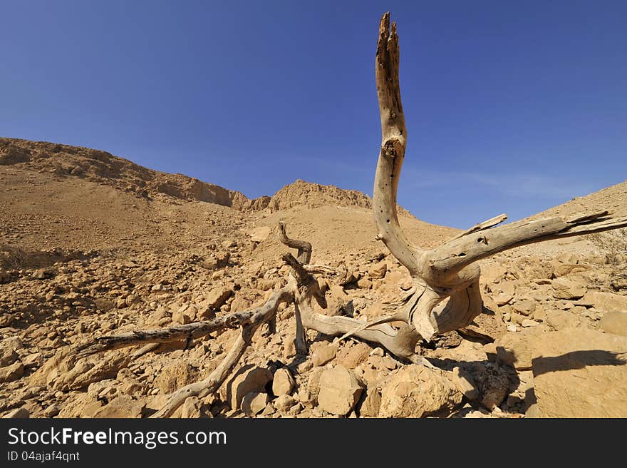 Dead tree and lifeless landscape in Judea desert. Dead tree and lifeless landscape in Judea desert.