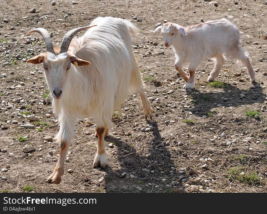 Little goat and mother on sunny day