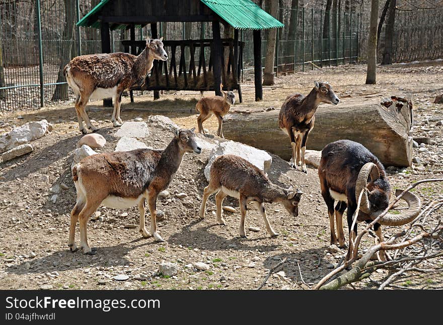 Goat near shelter