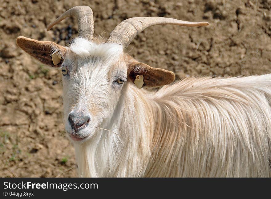 Goat detail on sunny day. Goat detail on sunny day