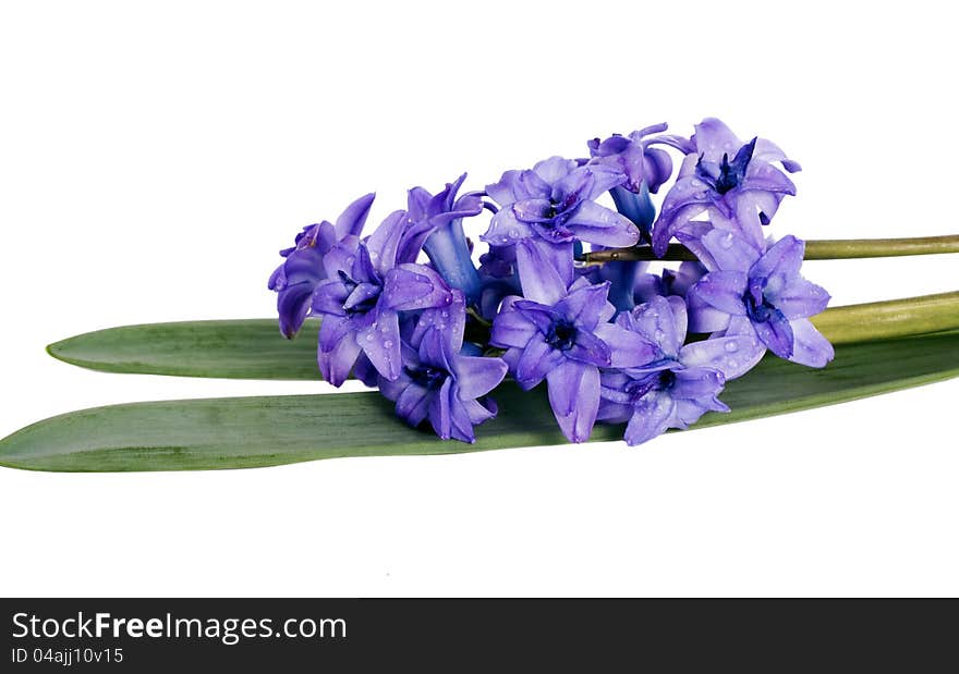 Fresh blue hyacinth flower and leaves with water drops