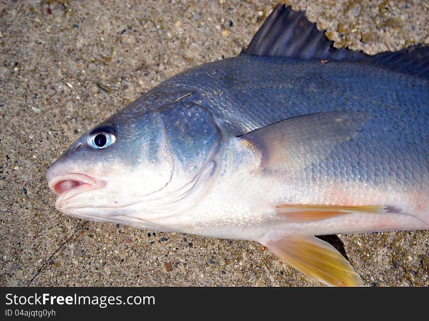 Awesome sheephead laying on the shore. Awesome sheephead laying on the shore