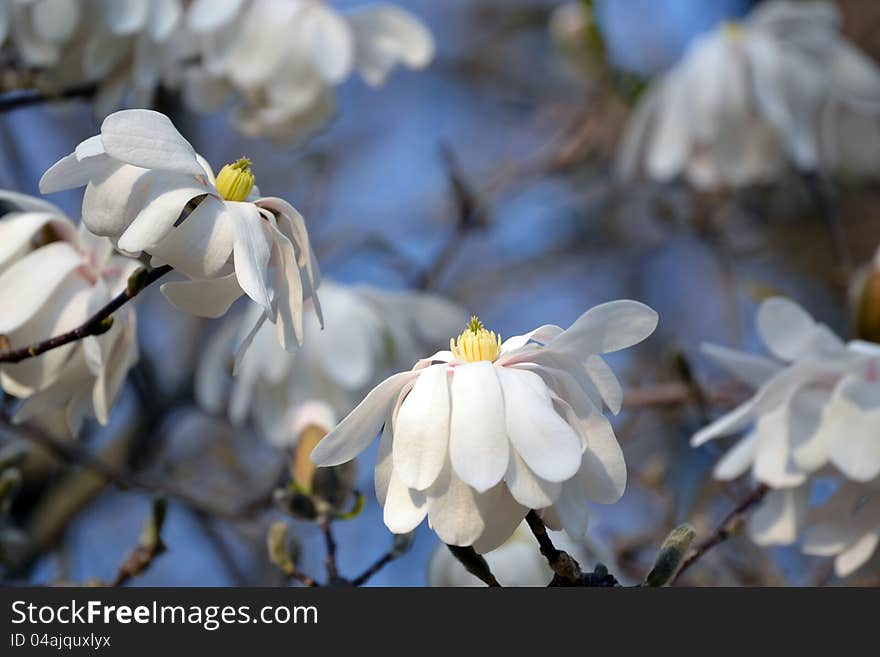 Star Magnolia