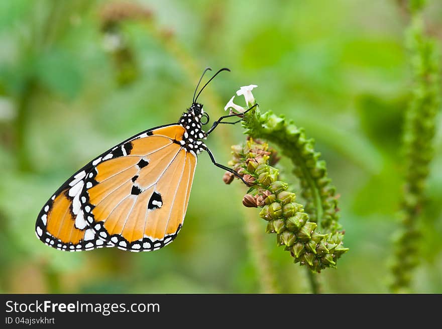 Butterfly with white flowers