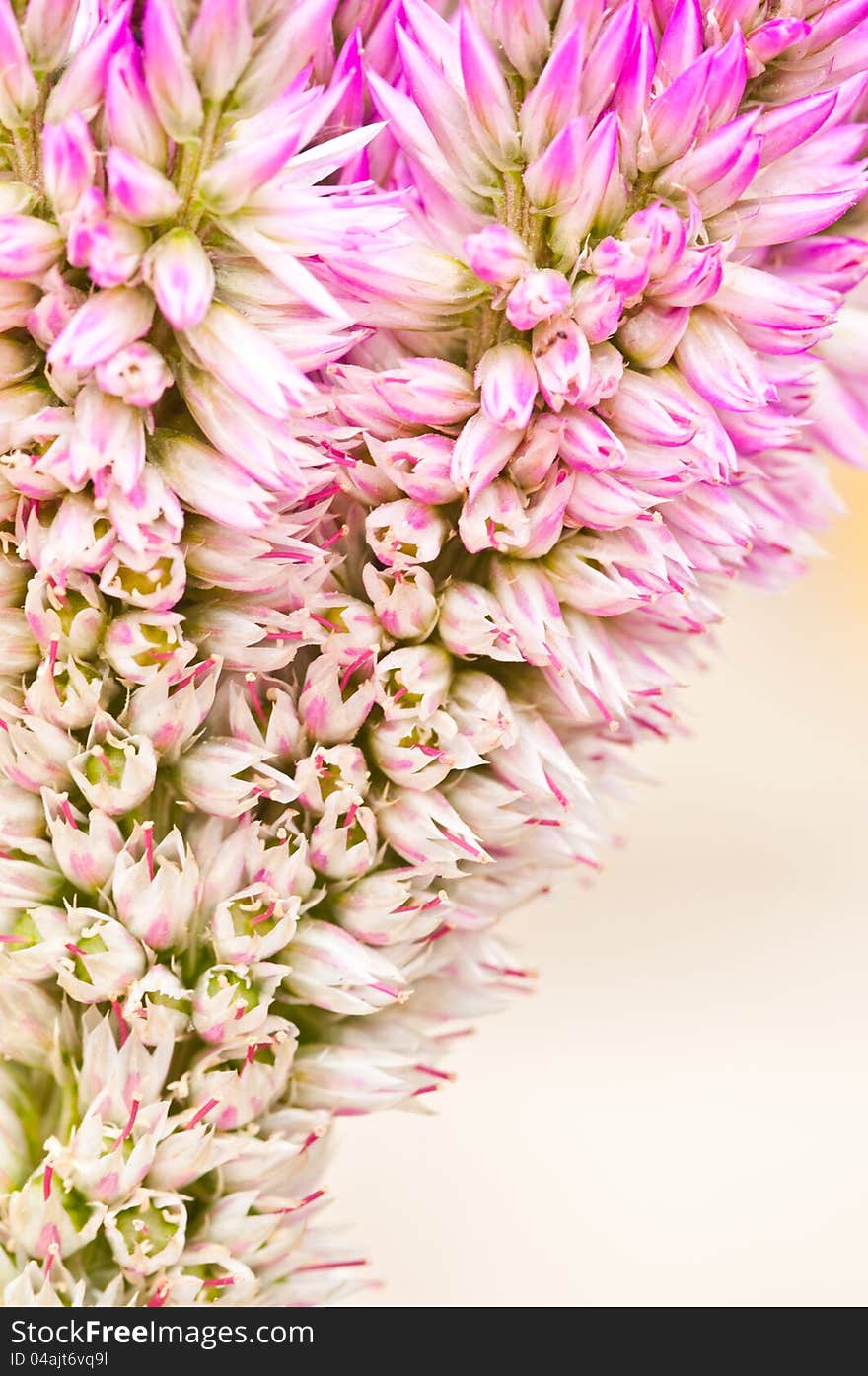 Abstract background of pink flower