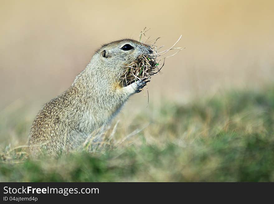 Prairie dog gathering dry grass for a nest in its burrow