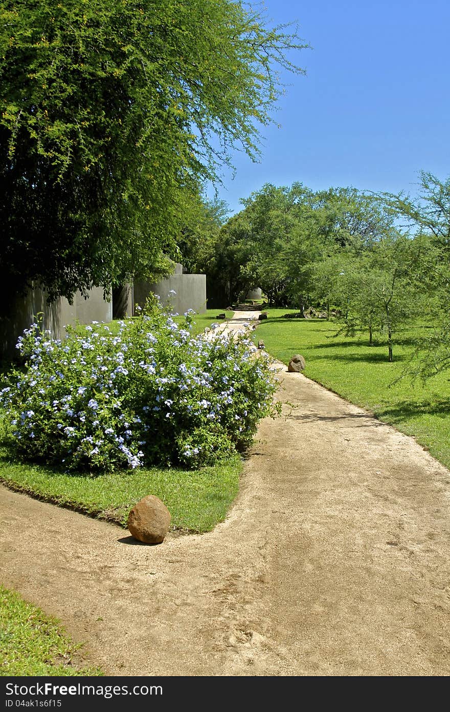 A forked dirt foot path leading through blue flowers and greenery to guest villas at a safari lodge. A forked dirt foot path leading through blue flowers and greenery to guest villas at a safari lodge