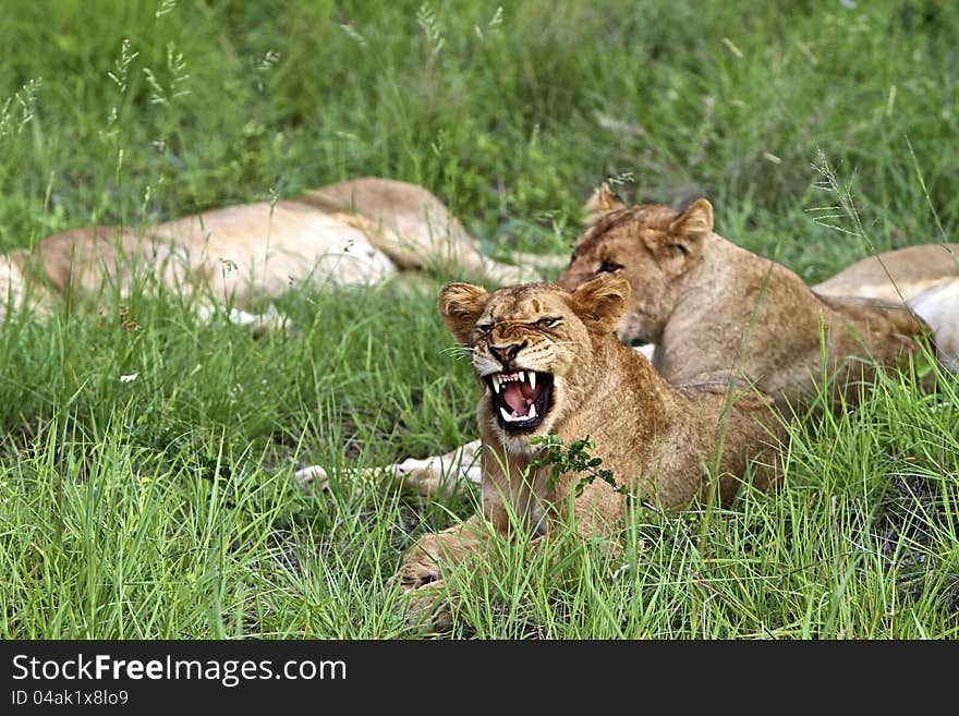 One of two lions, looking at camera in deep snarl. One of two lions, looking at camera in deep snarl