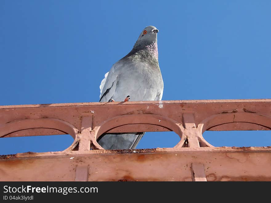 Grey Pigeon