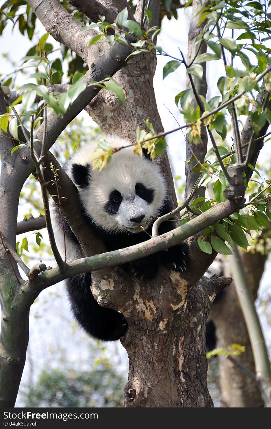 Baby giant panda in the tree, which is living in chengdu Research Base of Giant Panda Breeding,west of China. Baby giant panda in the tree, which is living in chengdu Research Base of Giant Panda Breeding,west of China