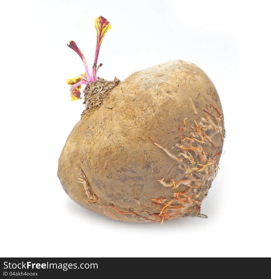 Radish on white background