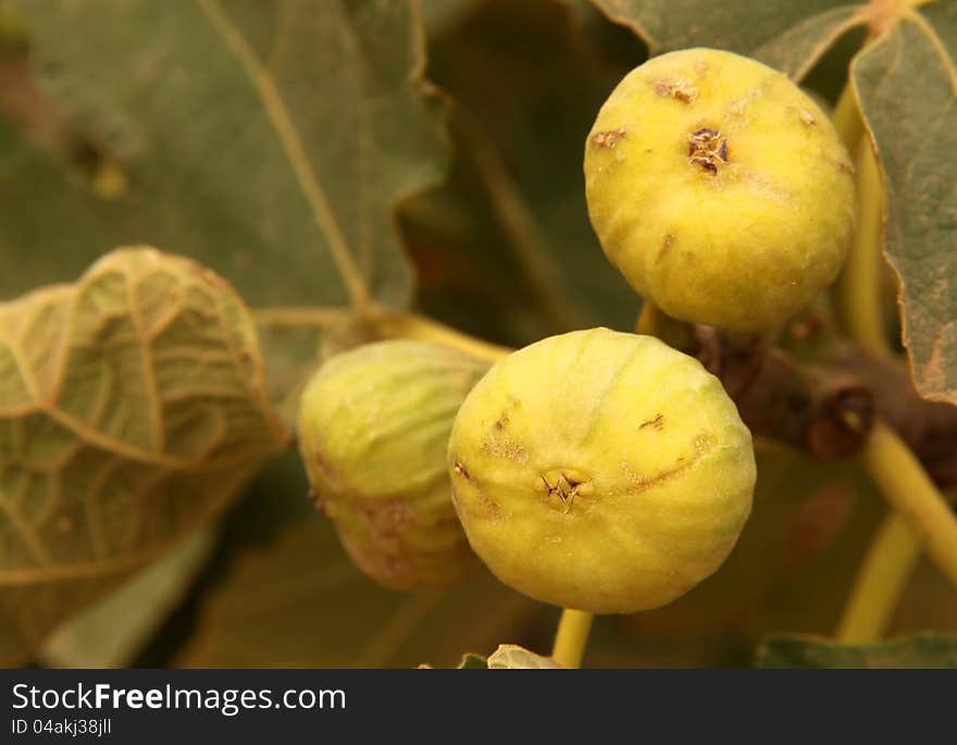 Fresh figs growing on a tree, morocco