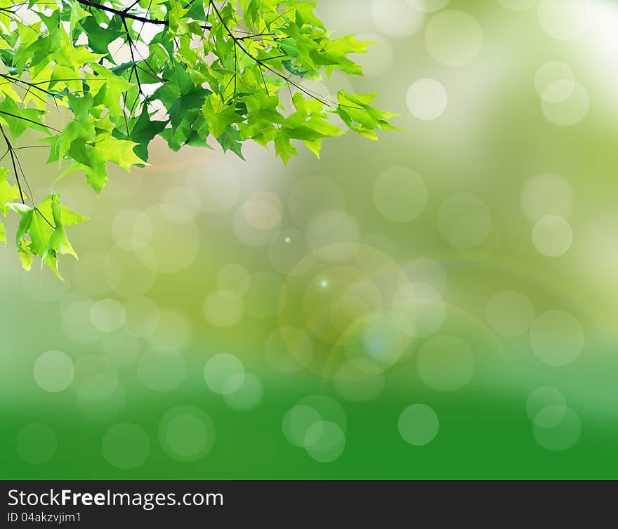 Abstract background of leaves and the sun. Abstract background of leaves and the sun