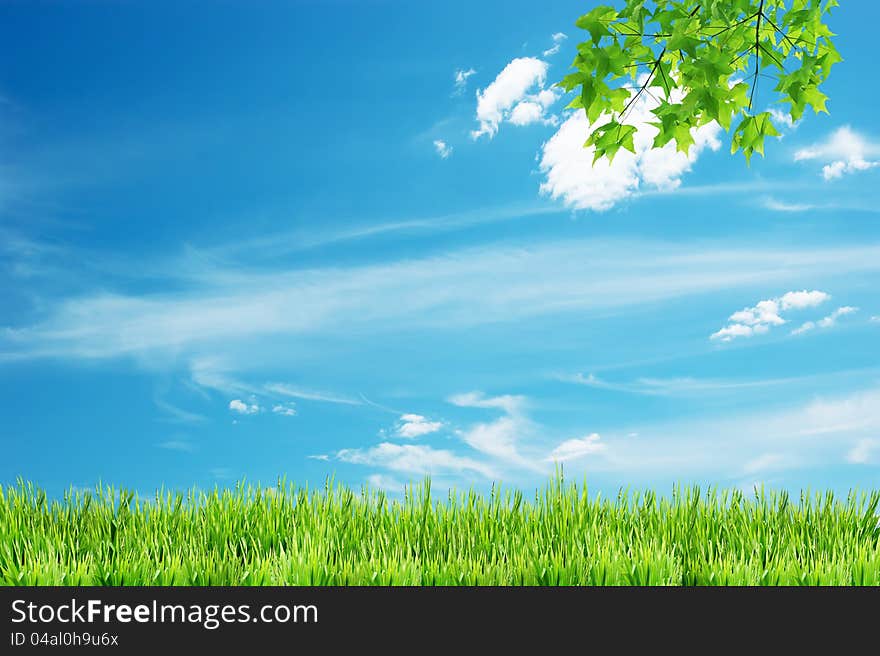 Green leaves in the sky background. Green leaves in the sky background.