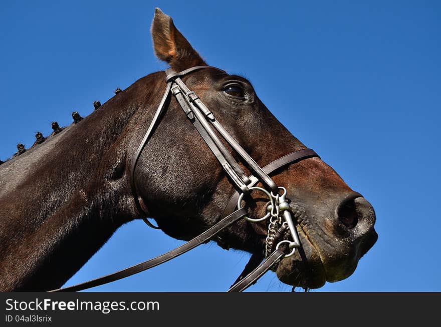 A brown stallion with a bridle