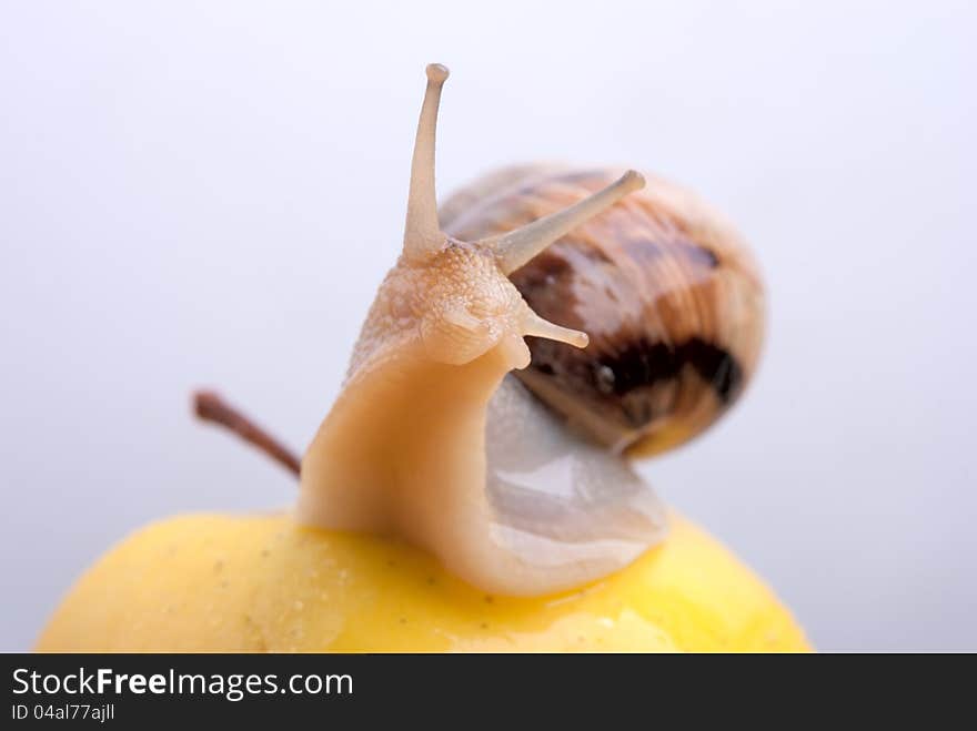 Snail on a yellow apple