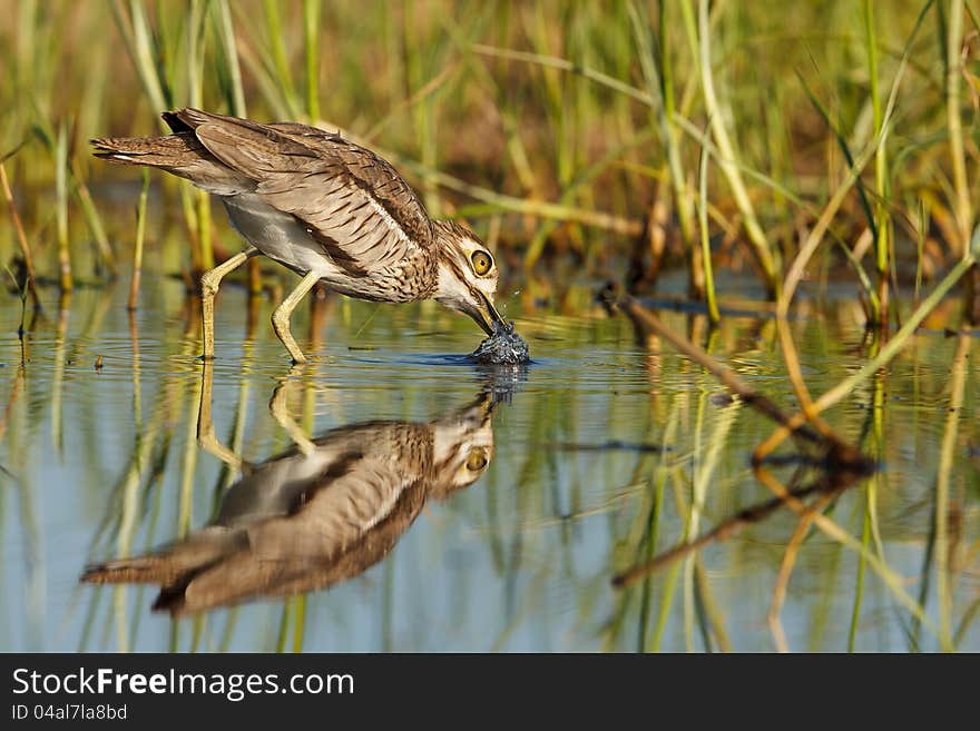 Water Thick knee drinking in Kruger National Park. Water Thick knee drinking in Kruger National Park