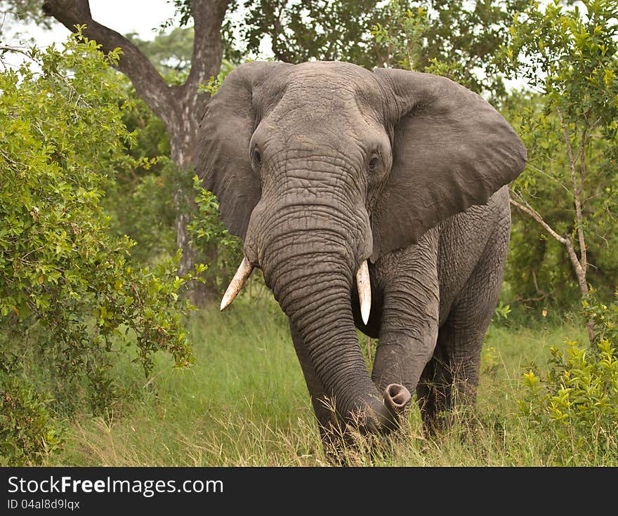 Charging Elephant in Kruger National Park