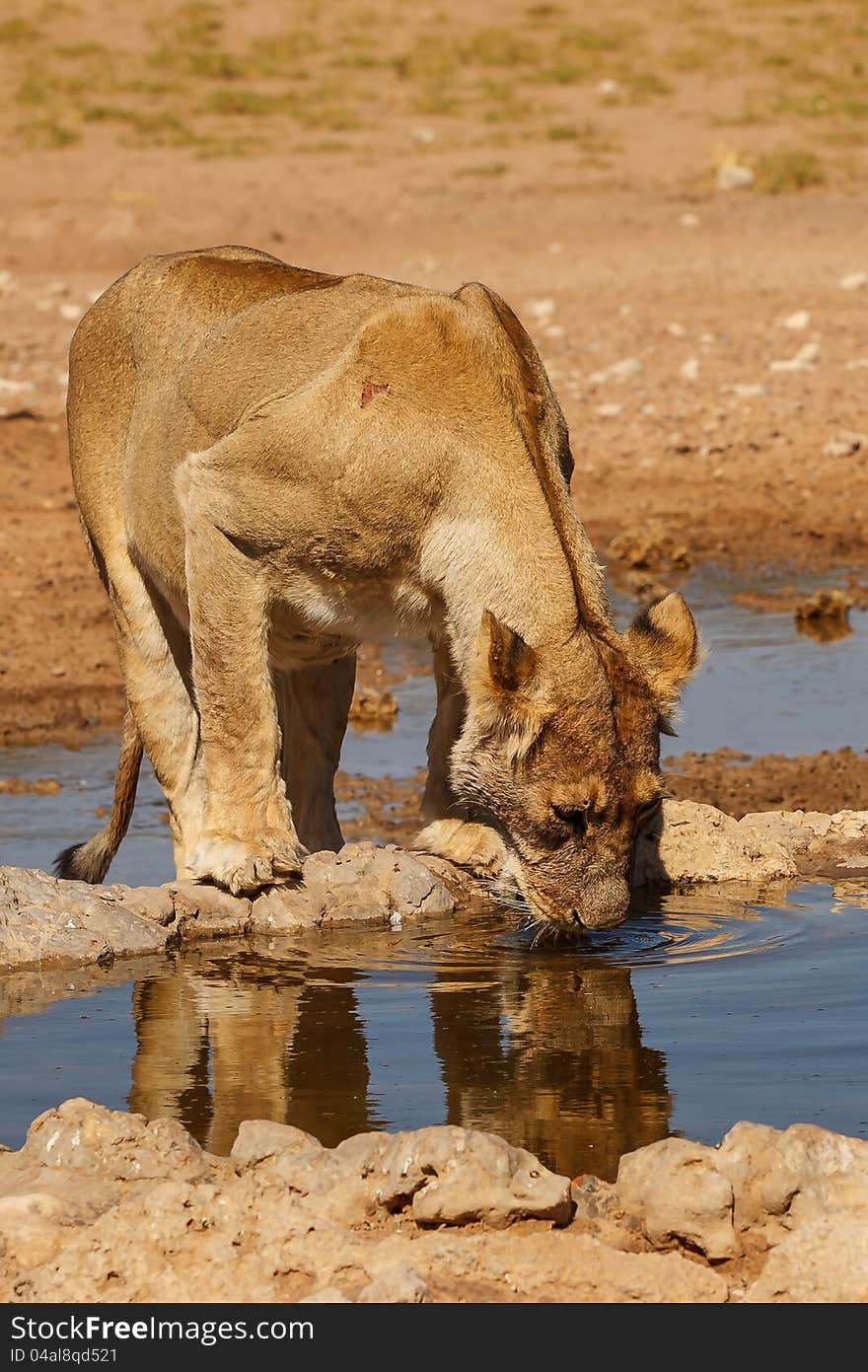 Kalahari lion drinking water with reflection in water. Kalahari lion drinking water with reflection in water