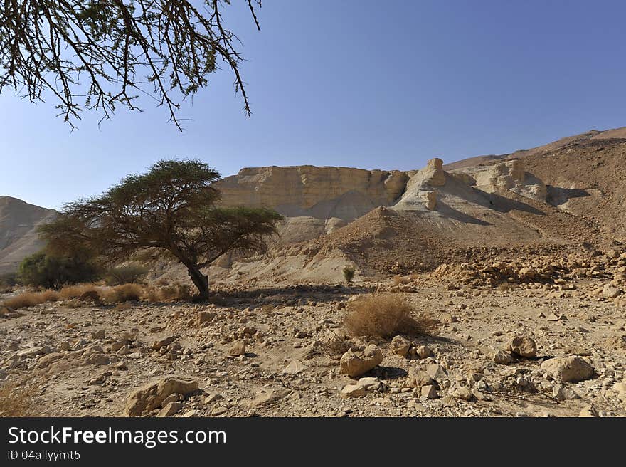 Acacia trees and arid landscape of Judea desert. Acacia trees and arid landscape of Judea desert.