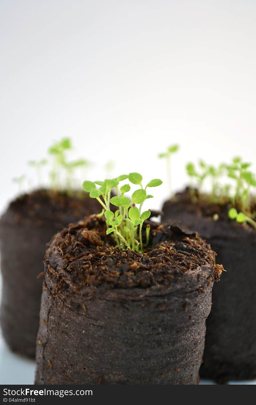 Turf briquettes with small flower plants