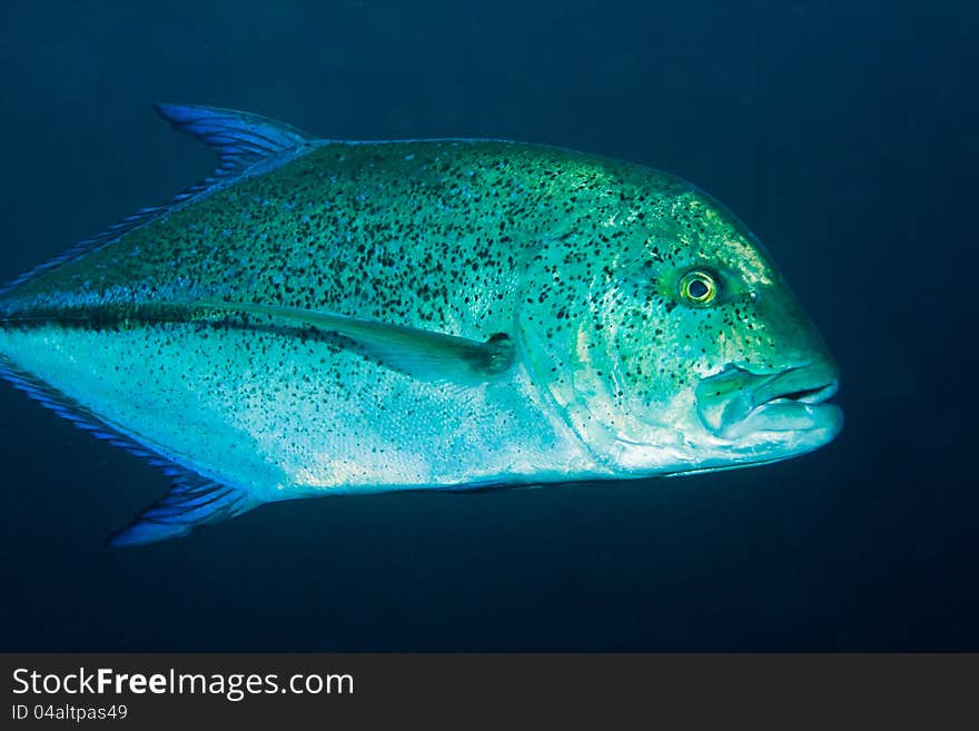 Bluefin Trevally