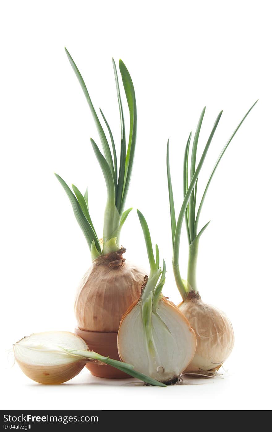 Green onion