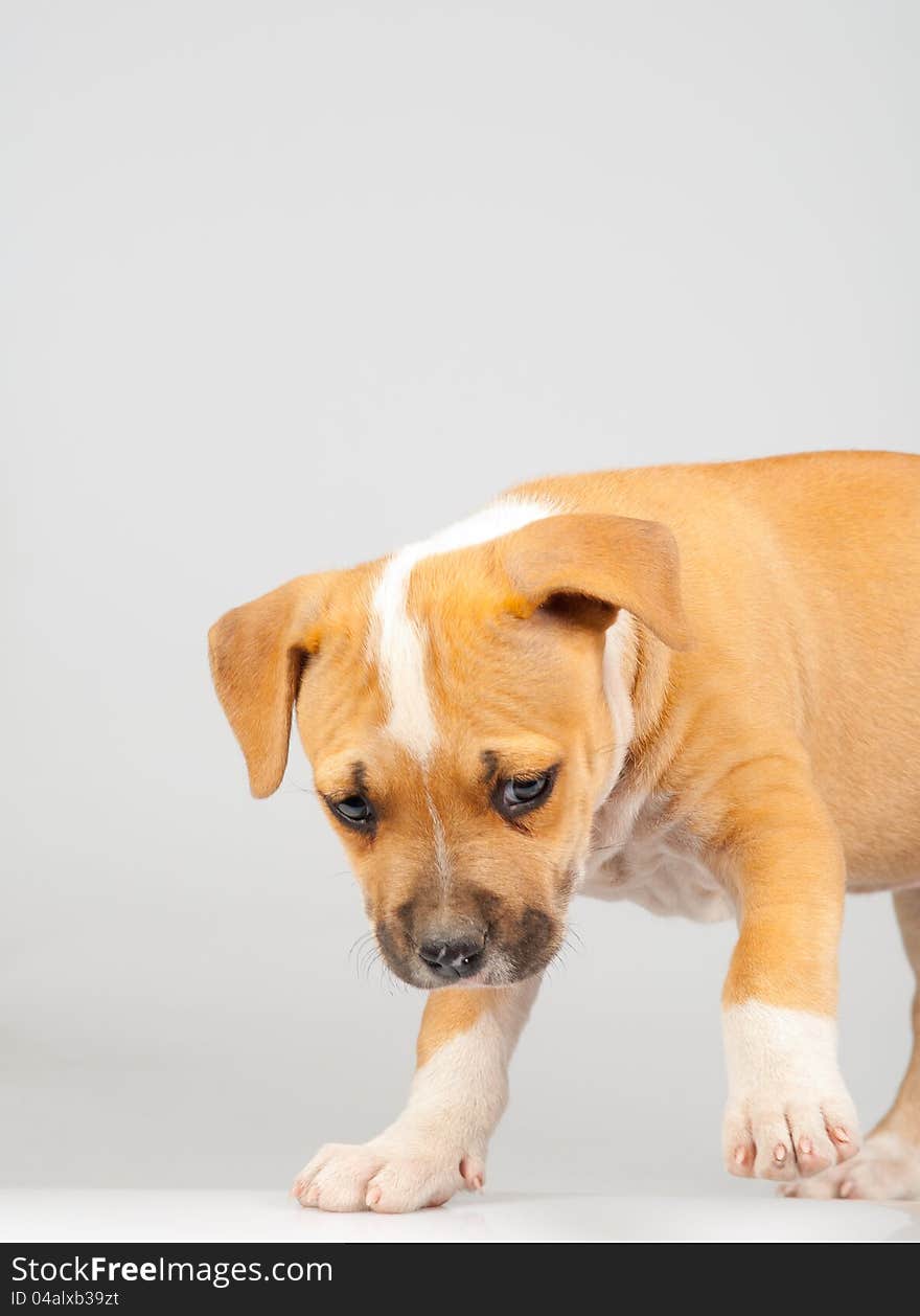 Cute Stafford terrier puppy walking