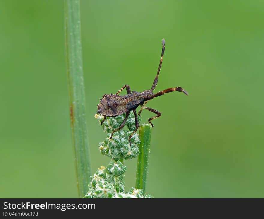 Dock bugs nymph on a bent. Dock bugs nymph on a bent.