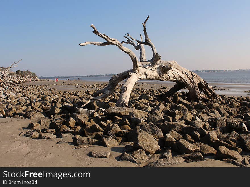 Large Driftwood Tree