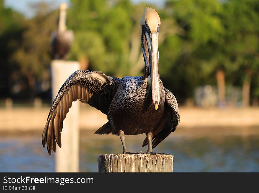 Pelican on post