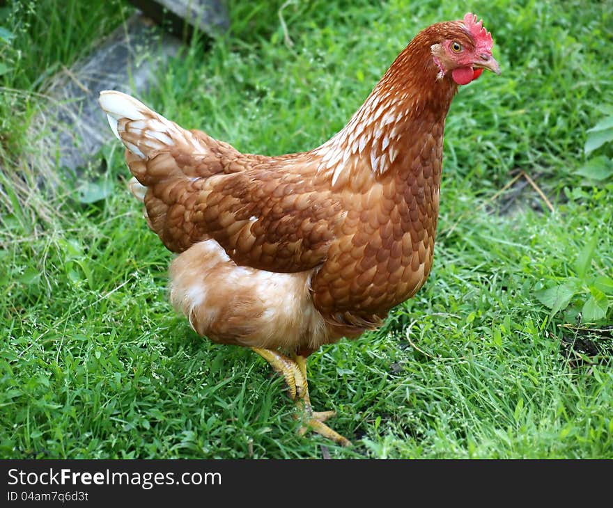 Detail of a chicken in the garden