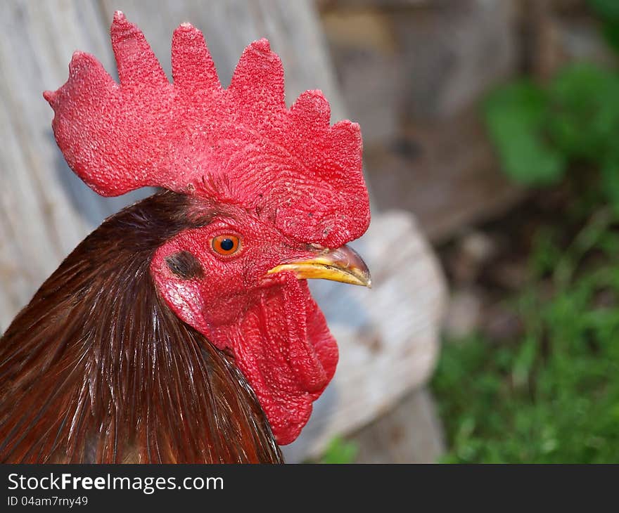 Detail of a roosters head