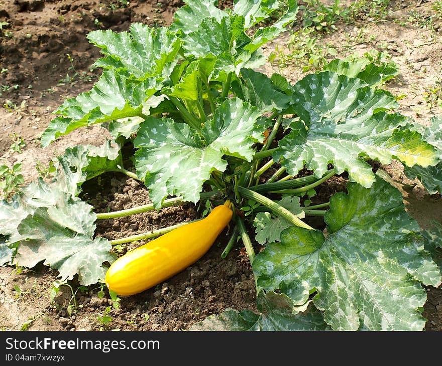 Detail of a zucchini plant in the patch - horizontal. Detail of a zucchini plant in the patch - horizontal