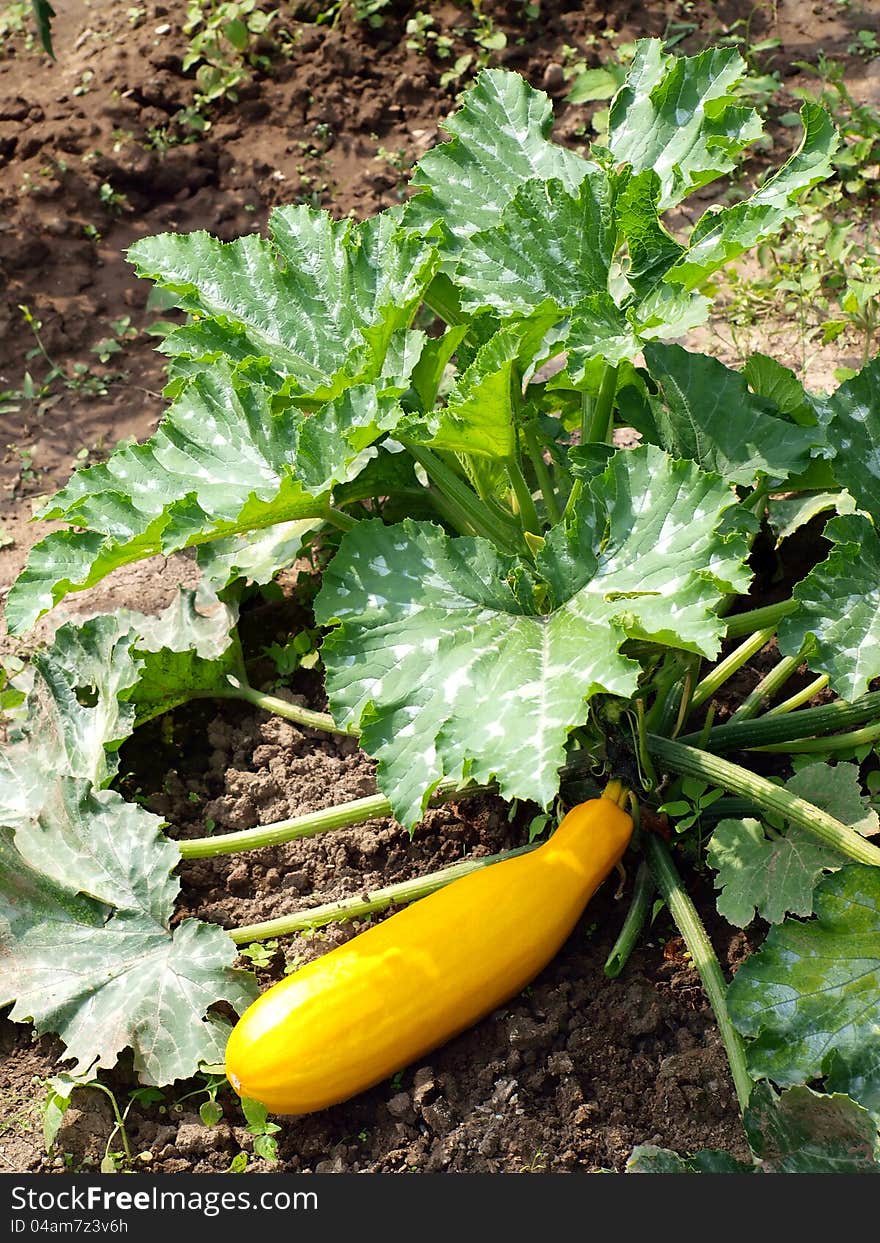 Detail of a zucchini plant in the patch - vertical. Detail of a zucchini plant in the patch - vertical