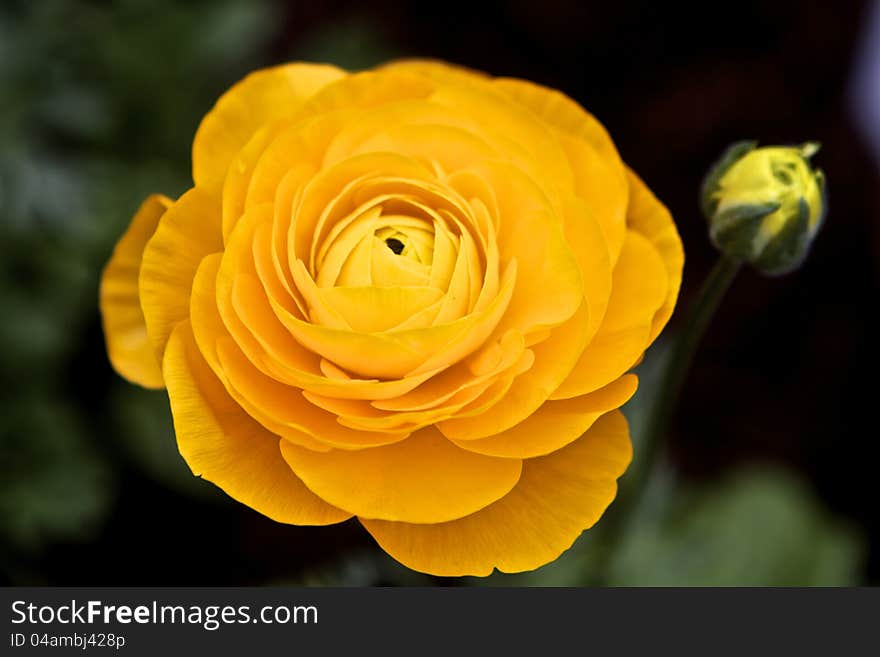 Close-Up of apricot colored flower in new bloom against green background. Close-Up of apricot colored flower in new bloom against green background