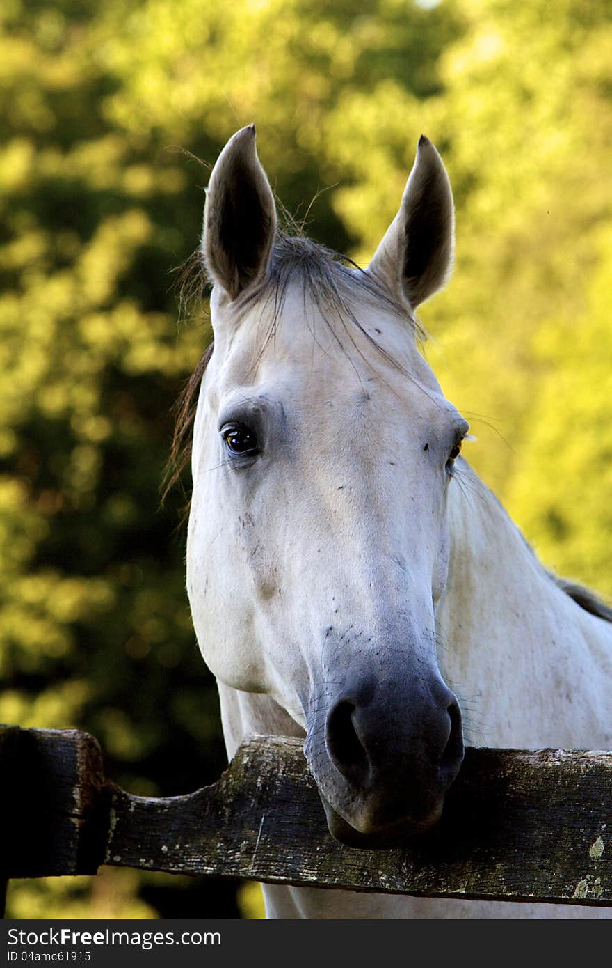 White horse head against golden trees. White horse head against golden trees