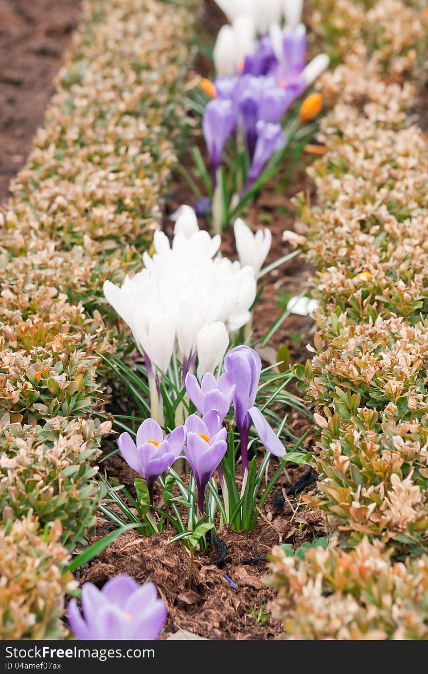 Spring Crocuses