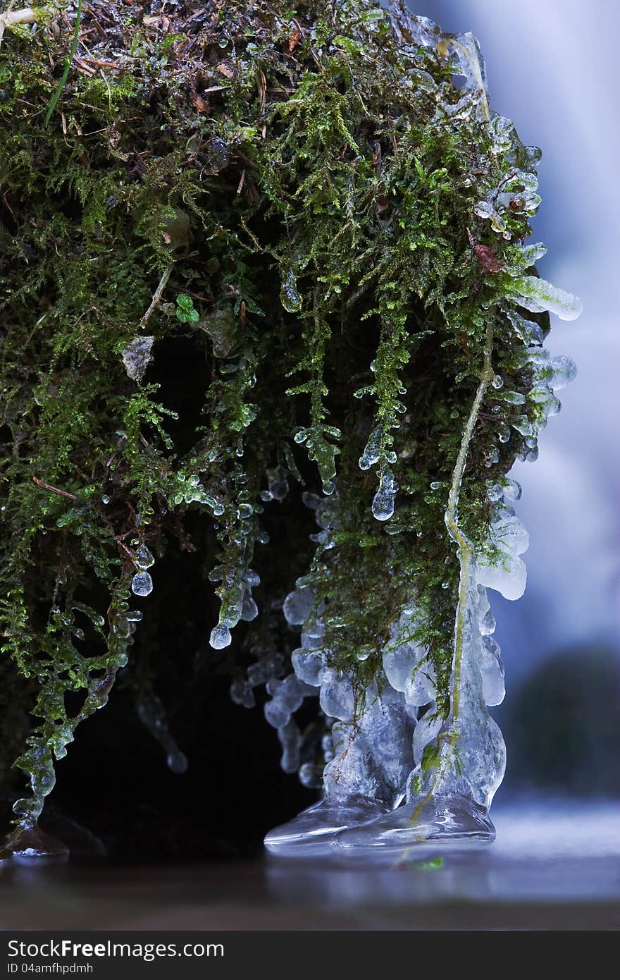 Frozen Moss