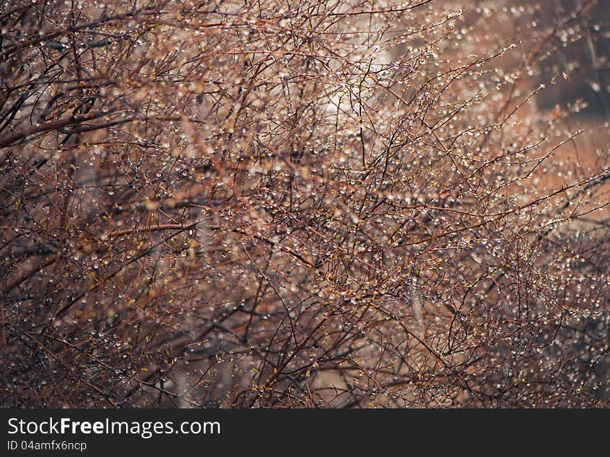 Beautiful spring season bush under rain. Beautiful spring season bush under rain