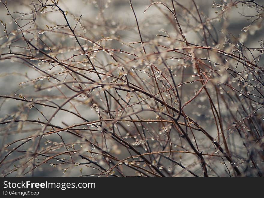 Wet tree branches