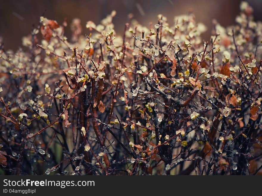 Frozen spring bush