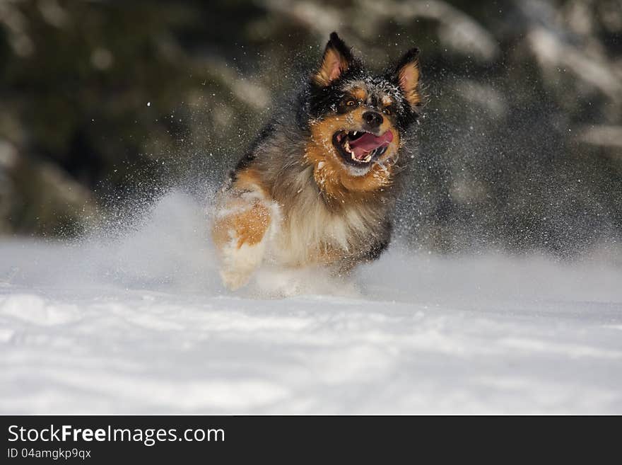 Powerful running dog in the snow. Powerful running dog in the snow